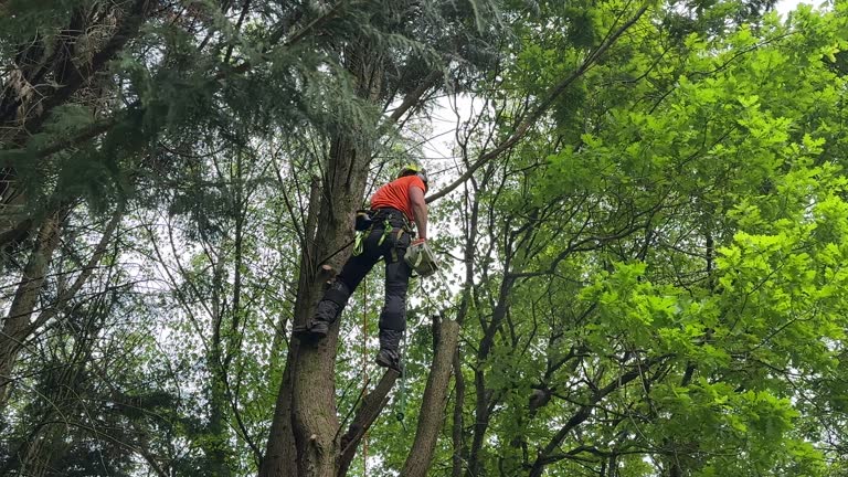 Reliable Charleston, AR  Tree Services Solutions